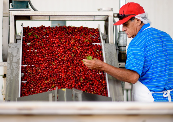 Worker Inspecting Cherries