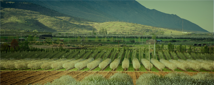 About – Payson Fruit Growers